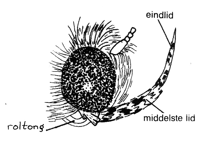 Kop van Hofmannophila pseudospretella (Oecophoridae) van opzij.